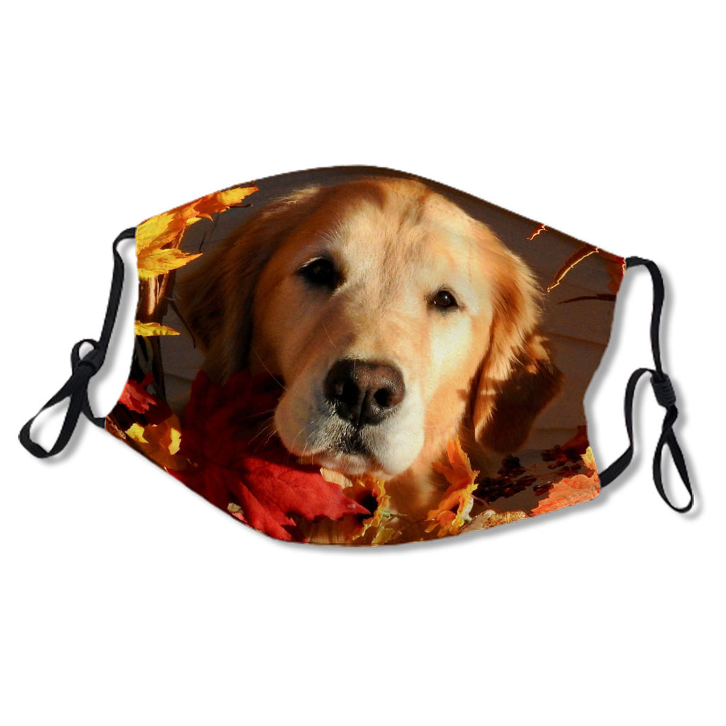 Fall Golden Retriever No. DW9O6U