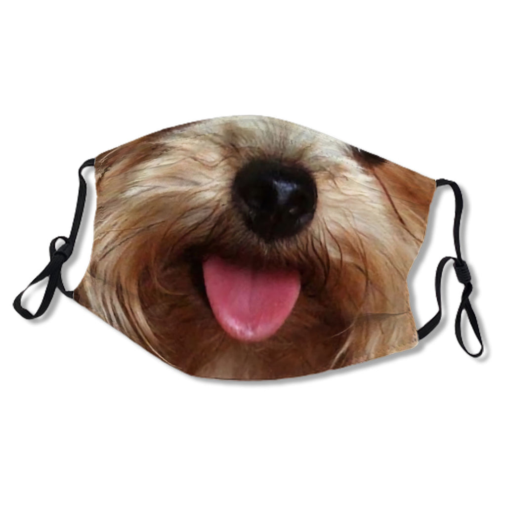 Cute Yorkie face , Cute Yorkshire Terrier Dog , cute Yorkie  , funny yorkie face , yorkie No.G582YS