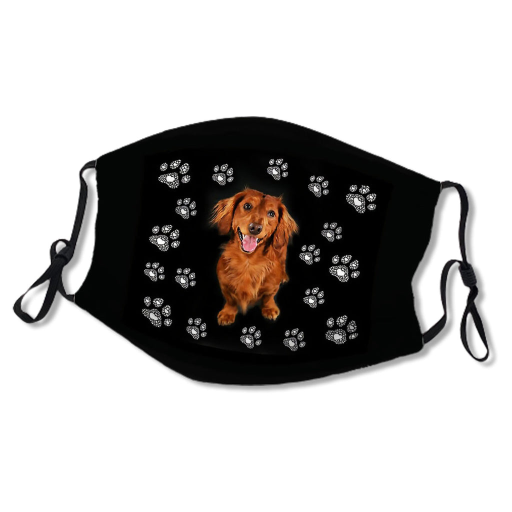 Dachshund long hair, paws, paws, dachshund looks funny No.JKZ3G7